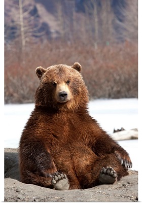Brown Bear Sits On Its Rump At Alaska Wildlife Conservation Center, Alaska