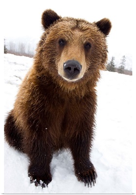 Brown Bear Sitting In Snow At The Alaska Wildlife Conservation Center, Alaska