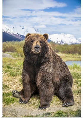 Brown Bear Sow, Alaska Wildlife Conservation Center, Portage, Alaska