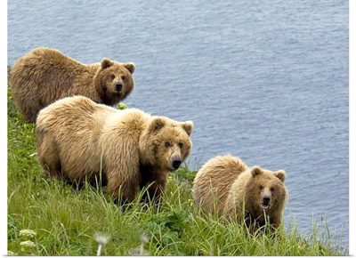 Brown bear sow and cubs eating sedge grasses in Hallo Bay, Katmai National Park