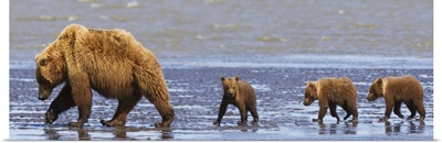 Brown Bear Sow And Her Three Cubs Walking On A Beach, Alaska