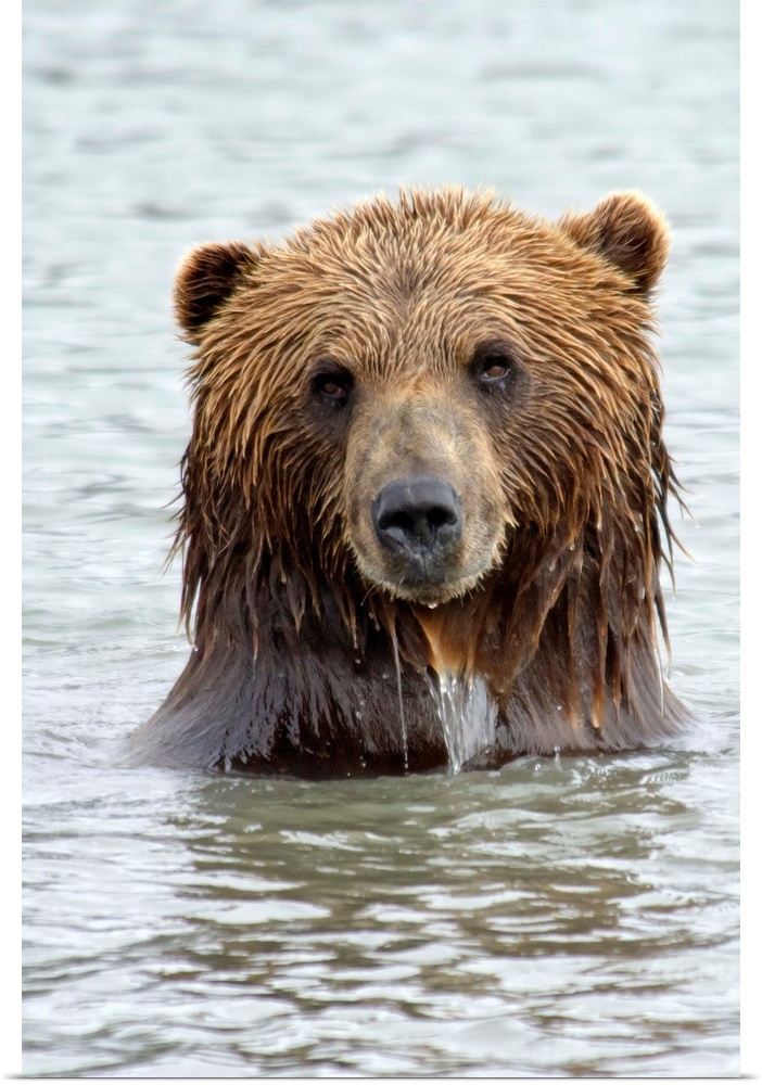 Brwon bear standing in lake, only head and shoulders above water, staring right at camera.