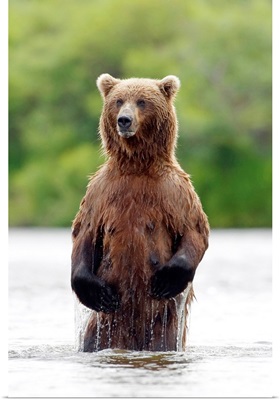 Brown Bear Standing In River, Katmai National Park, Southwest Alaska