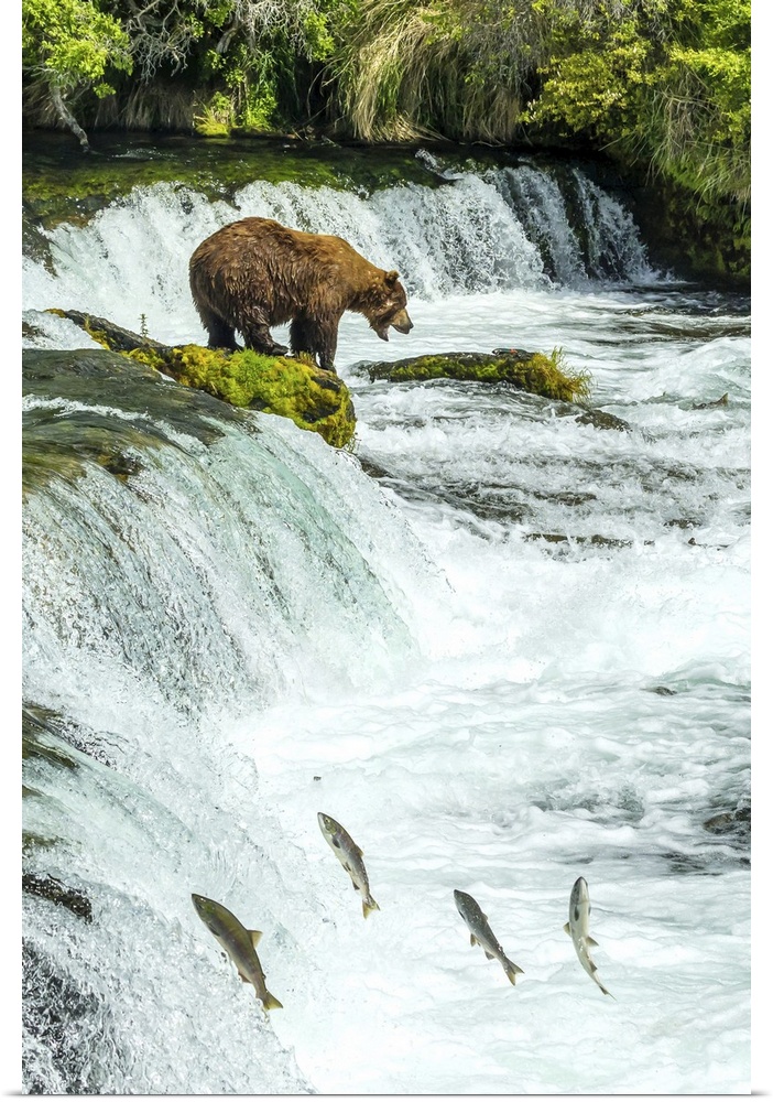 Brown bear, Ursus arctos, fishing for sockeye salmon at Brooks Falls.