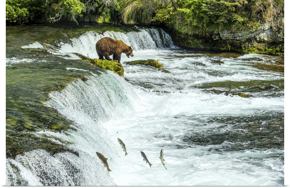 Brown bear, Ursus arctos, fishing for sockeye salmon at Brooks Falls.