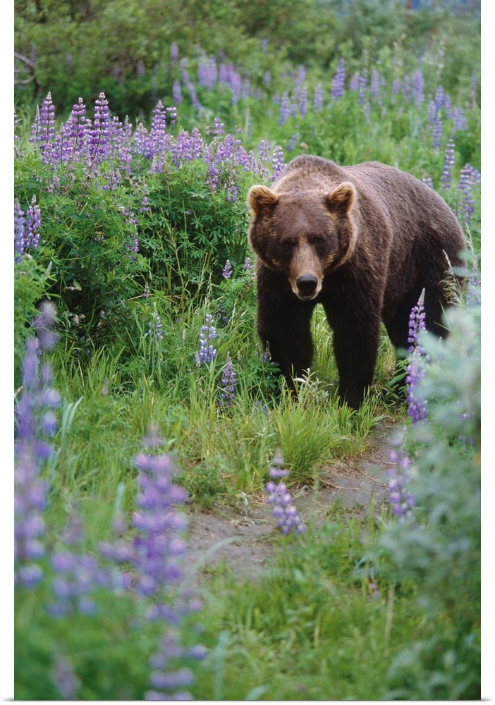 Captive: brown bear walking amongst lupine wildflowers at the Alaska wildlife conservation center during summer in southce...