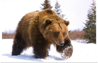 Brown Bear Walks In Snow, Southcentral, Alaska