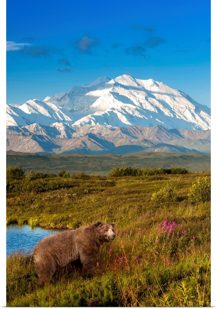 Brown bear (ursus arctos) walking in a grass meadow with Mount McKinley in the distance, Denali National Park and Preserve...