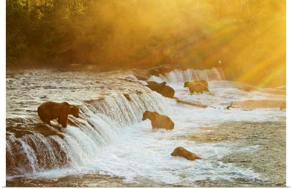 Brown bears (Ursus arctos) gathered at Brooks Falls to fish for salmon, Brooks River, Katmai National Park, Alaska.