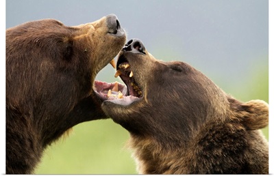 Brown Bears Playfighting, Wildlife Conservation Center, Southcentral Alaska