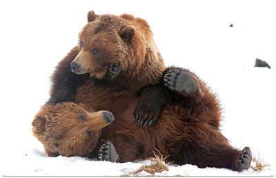 Brown Bears Wrestle Playfully In Snow At The Wildlife Conservation Center, Alaska