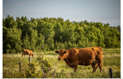 Brown Cows In A Pasture With A Forest On The Edge, Saskatchewan, Canada