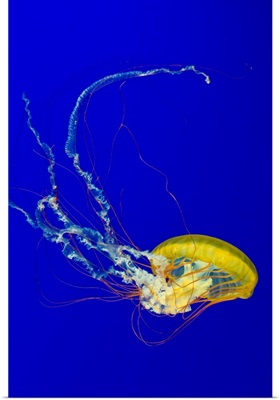 Brown Jellyfish