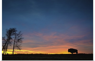 Buffalo At Sunset In Elk Island National Park; Alberta, Canada