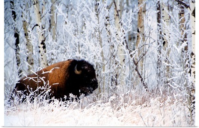 Buffalo In The Snow