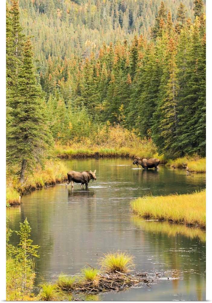 Bull and cow moose (alces alces) feeding in a shallow pond south of Cantwell, photo taken from Parks Highway common moose ...