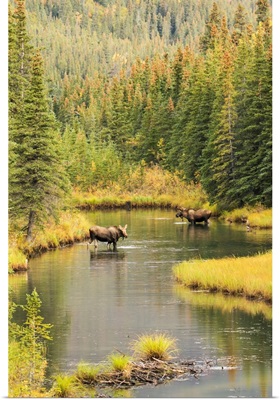 Bull and cow moose feeding in a shallow pond south of Cantwell, Alaska