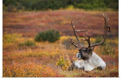 Bull Caribou Bedded On Autumn Tundra In Denali National Park, Interior, Alaska