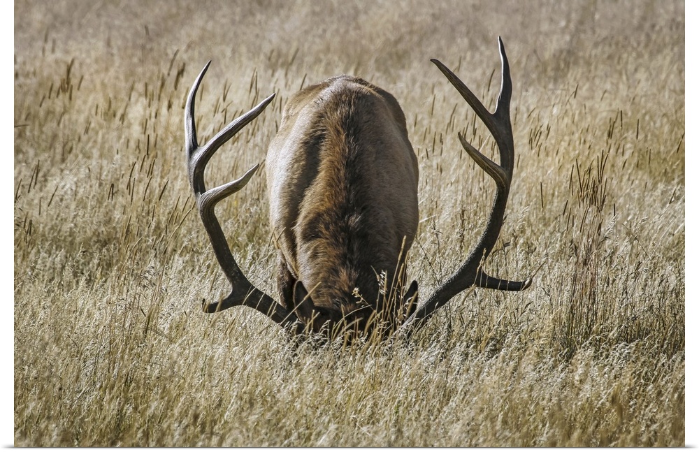 Bull elk (cervus canadensis) grazing with head down, steamboat springs, Colorado, united states of America.