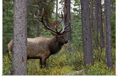 Bull Elk (Cervus Canadensis), Jasper National Park, Jasper, Alberta, Canada