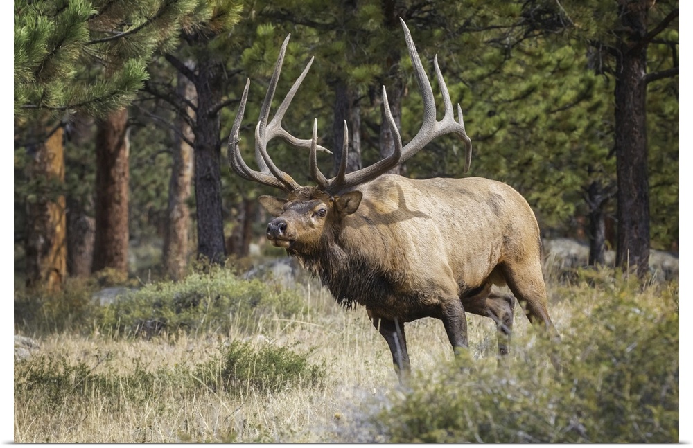 Bull elk (cervus canadensis), steamboat springs, Colorado, united states of America.
