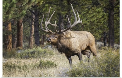 Bull Elk (Cervus Canadensis), Steamboat Springs, Colorado, United States Of America