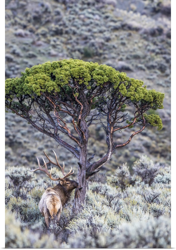 View taken from behind of a bull elk (Cervus canadensis) standing in a field of sagebrush (Artemisia tridentata) next to a...