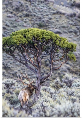 Bull Elk In A Field Of Sagebrush Next To A Juniper Tree, Yellowstone National Park