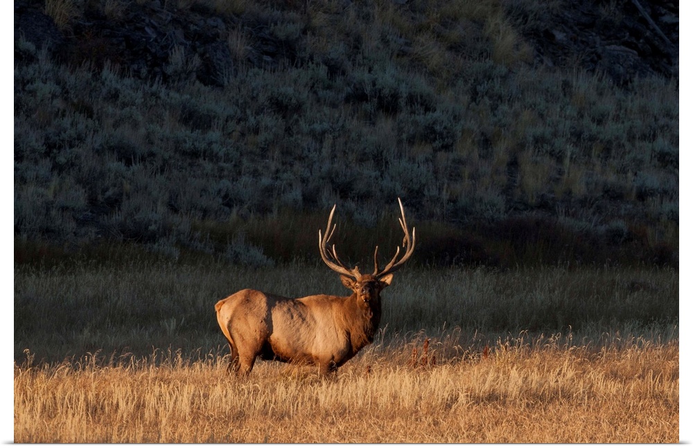 Bull elk (Cervus canadensis) stands in a prairie and looks at the camera in Yellowstone National Park, Wyoming, United Sta...