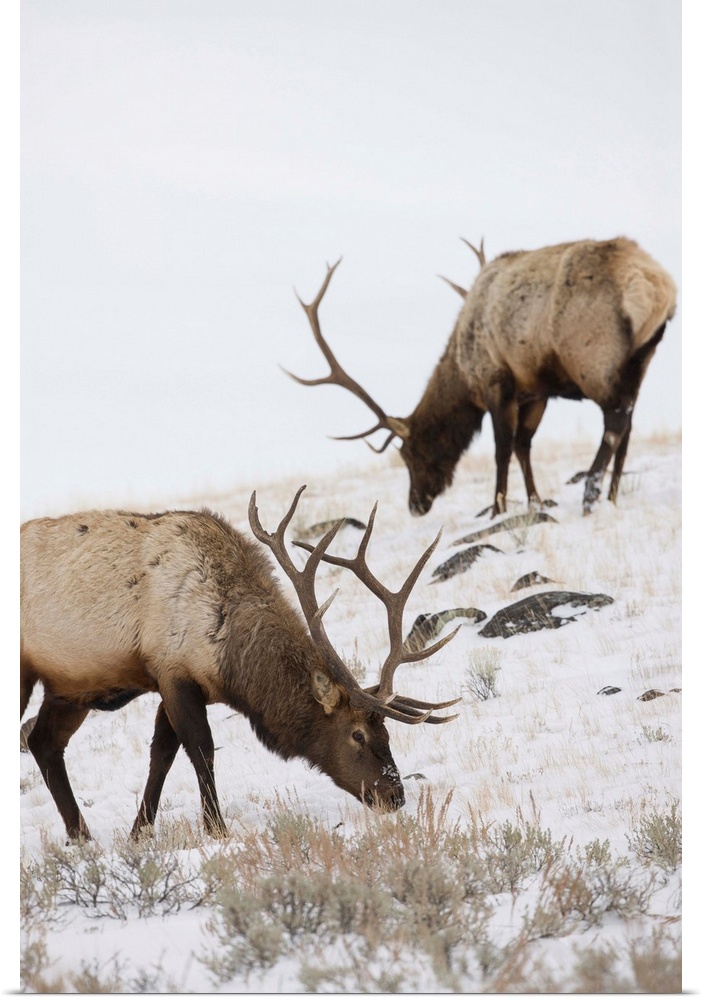 Bull elks (Cervus canadensis) graze in a snow covered prairie in Yellowstone National Park, Wyoming, United States of America
