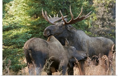 Bull moose and cow nuzzle during rutting season in the Chugach Mountains