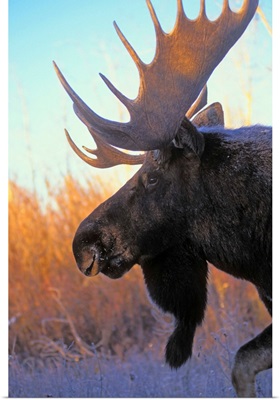 Bull Moose At Dawn, Autumn, Rocky Mountains