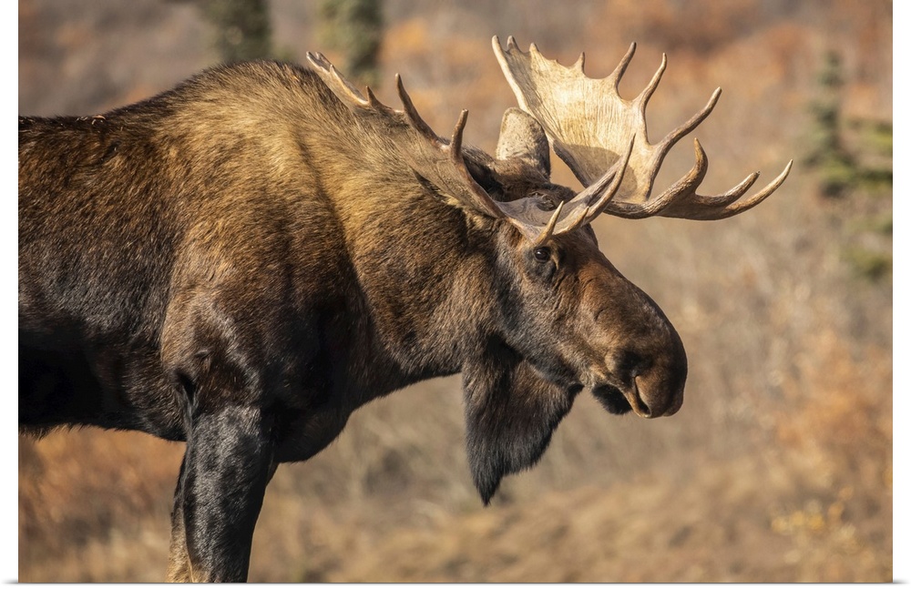 Bull moose (alces alces) in autumn during rut season, Denali national park and preserve, interior Alaska, united states of...