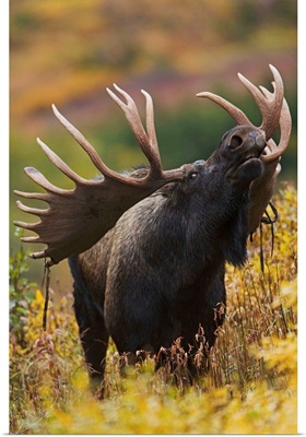 Bull Moose In Autumn, Powerline Pass, Chugach State Park, Chugach Mountains, Alaska