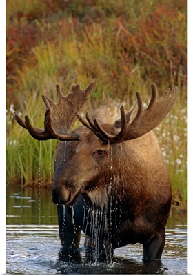 Bull Moose In Pond, Denali National Park, Alaska