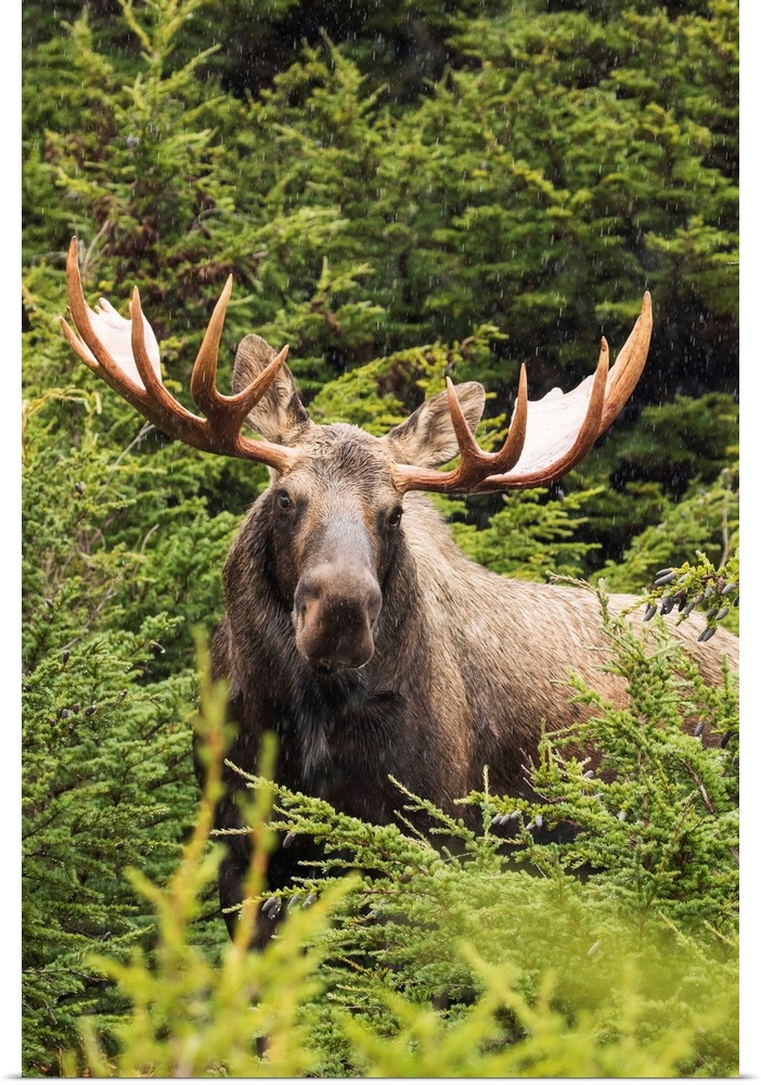Bull moose (alces alces) in rutting period, Powerline Pass, South-central Alaska, Alaska, United States of America.