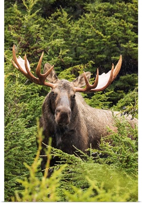 Bull moose in rutting period, Powerline Pass, South-central Alaska, Alaska