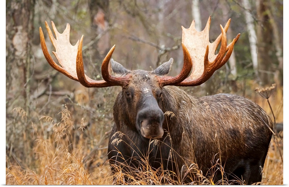 Bull moose (alces alces) in rutting season; Anchorage, Alaska, United States of America