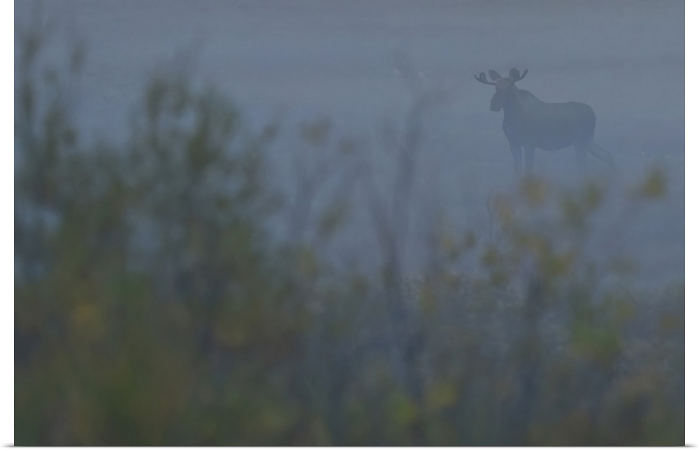Bull moose (Alces alces) in the mist, Yukon, Canada