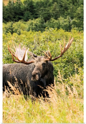Bull moose in the rutting period, Powerline Pass, South-central Alaska, Anchorage