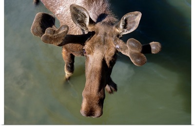 Bull Moose In Velvet In Pond, Summer, Alaska Wildlife Conservation Center