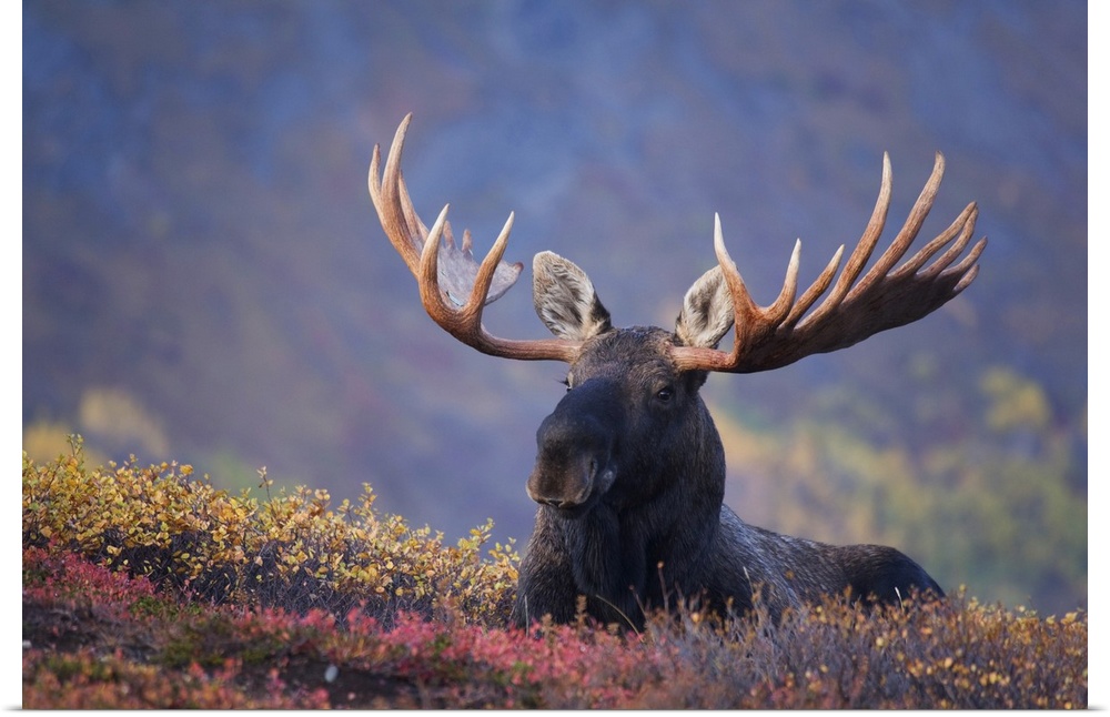Bull Moose Bedded Down During Autumn, Powerline Pass, Chugach State Park, Chugach Mountains, Alaska