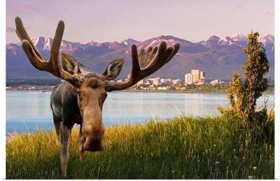 Bull Moose Standing In Front Of View Of Anchorage Skyline, Alaska
