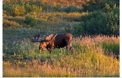Bull moose stands on Fall colored tundra at sunset in Denali National Park, Alaska