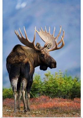 Bull Moose Walking On Autumn Tundra, Powerline Pass, Chugach Mountains, Alaska