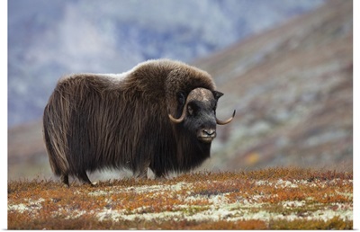 Bull Muskox On Tundra, Dovrefjell-Sunndalsfjella National Park, Norway