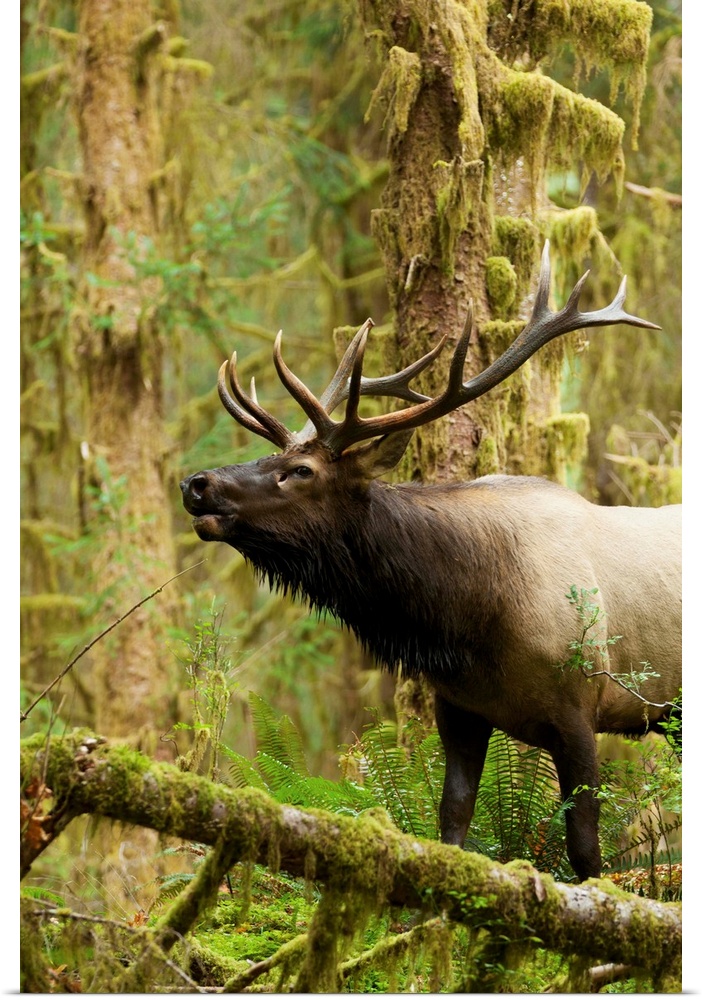 Close up of a bull Roosevelt elk bugling in the Hoh rainforest, Olympic Peninsula, Washington