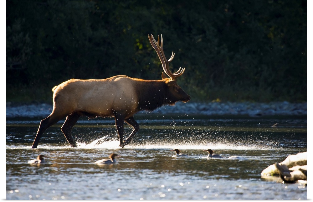 Bull Roosevelt elk (Cervus canadensis roosevelti) crossing river with mergansers in the foreground, Washington.