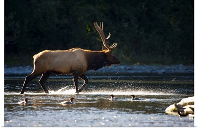 Bull Roosevelt elk crossing river with mergansers in the foreground, Washington
