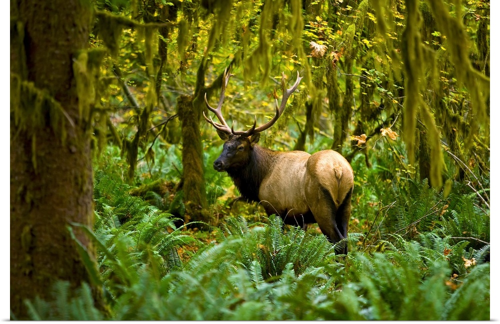 Bull Roosevelt elk (Cervus canadensis roosevelti) framed by rainforest foliage, Washington.